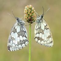 Marbled Whites 1 OLYMPUS DIGITAL CAMERA